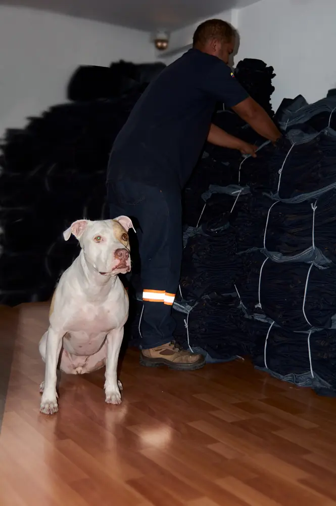 Perra pitBull entre jeans